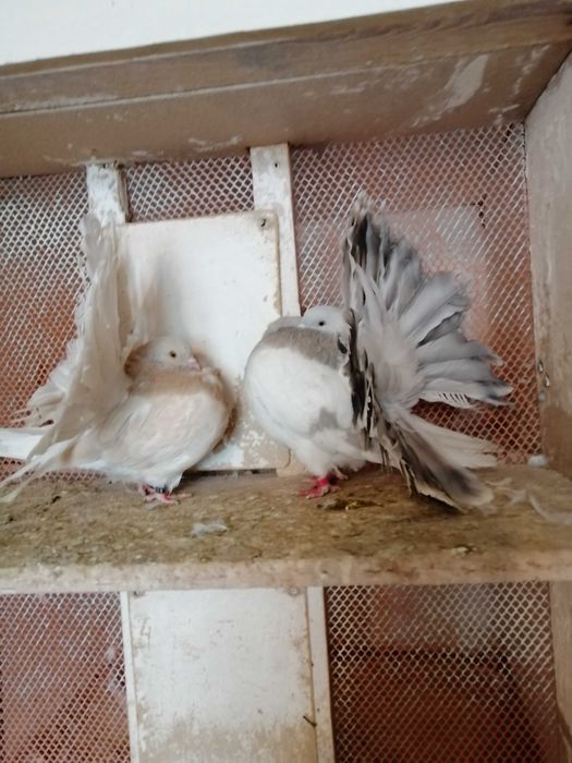 Sprzedam pawiki żółto płowe białe srebrno płowe