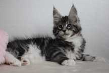 Piękna i duża koteczka maine coon