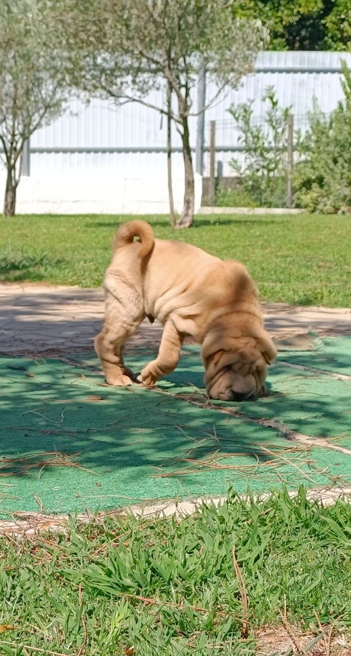 Shar pei bebe macho... Sharpei