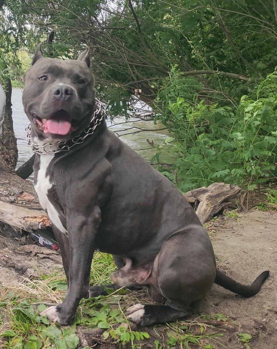 Чёрная девочка Ам стаф терьер.