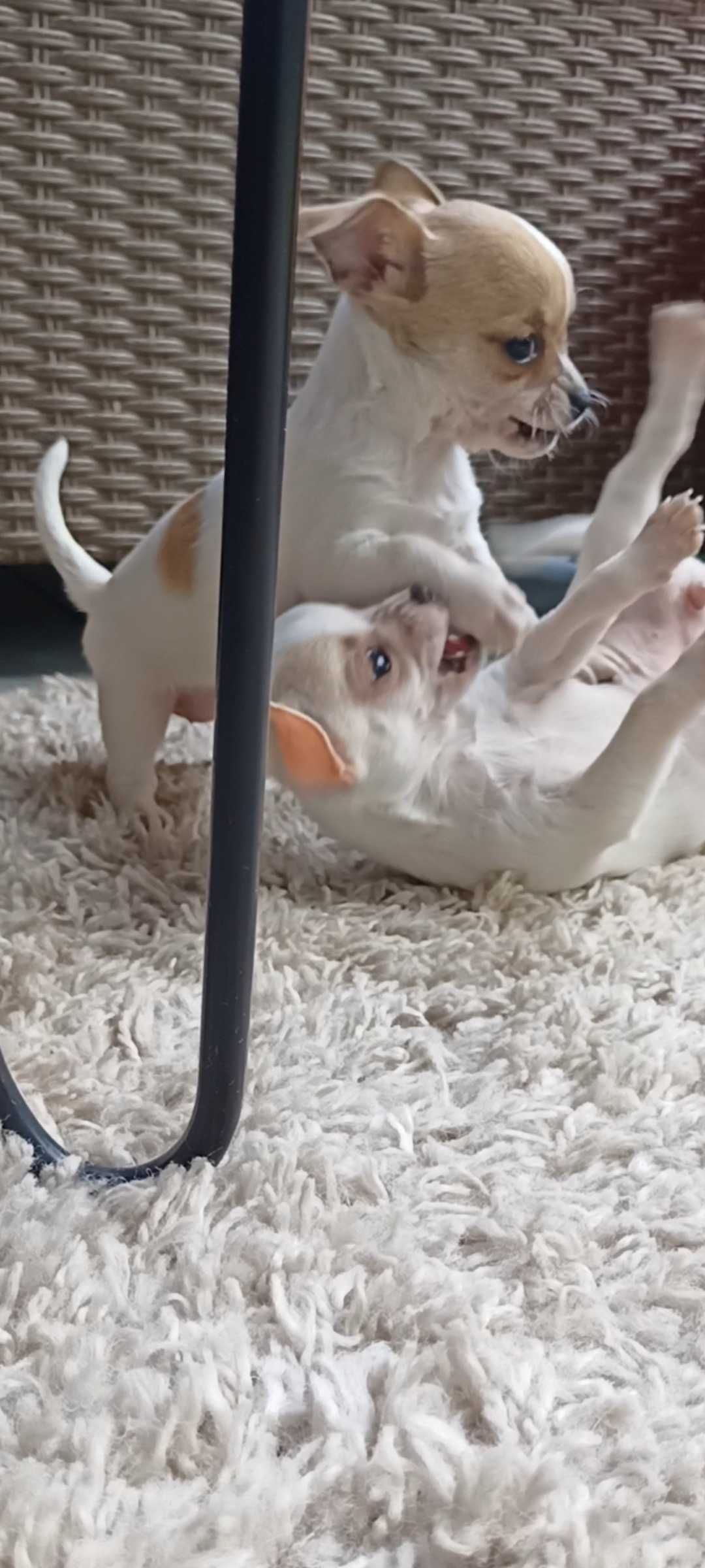Śliczna MINI suczka Chihuahua