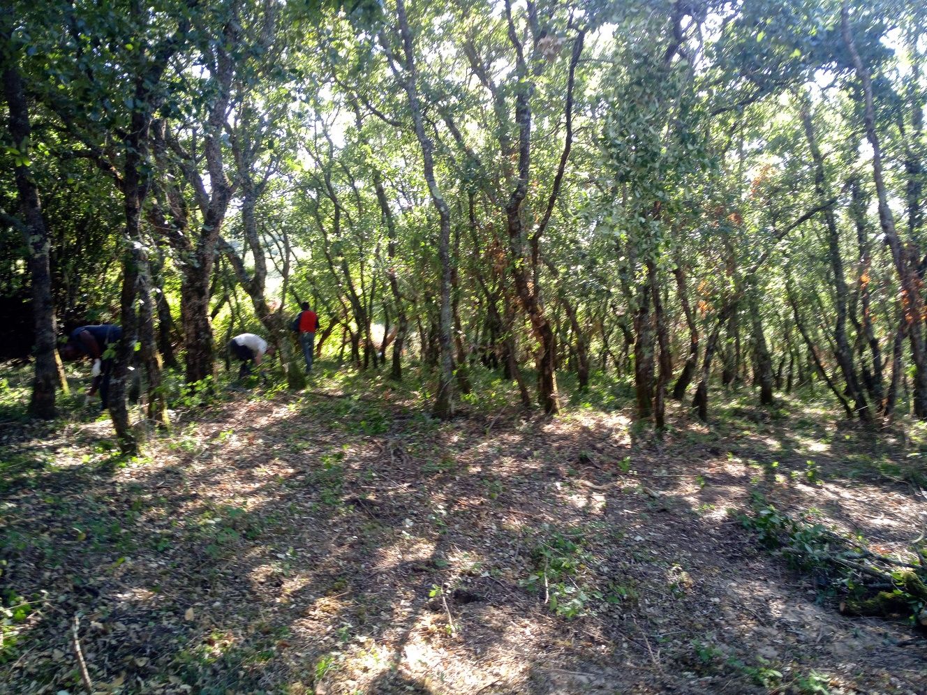 Limpeza florestal e Jardim manuntenção