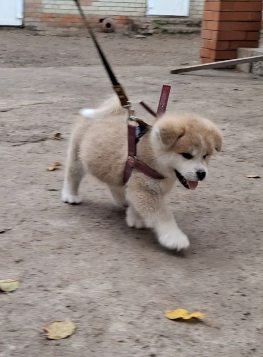 Мальчики с документами КСУ