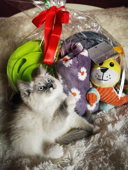 Ragdoll z międzynarodowym rodowodem FPL