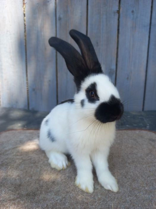 Кролі.Німецький строкач