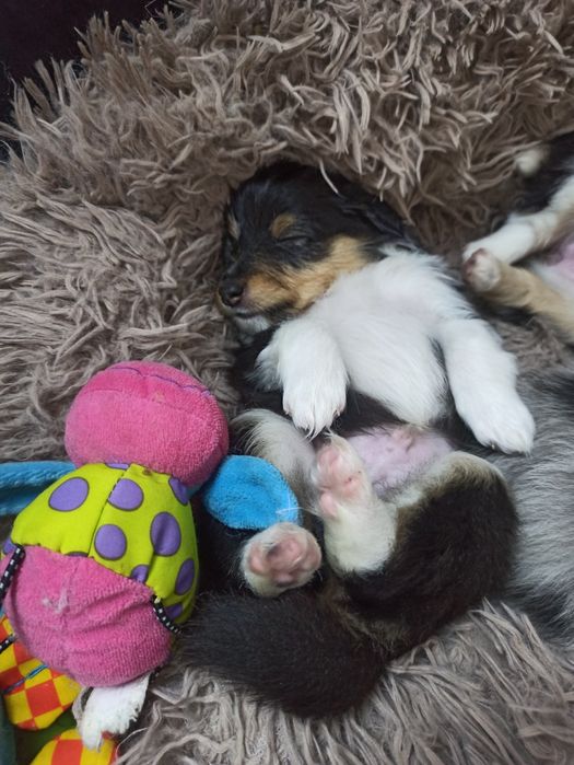 Owczarek Szetlandzki Sheltie piesek trikolor