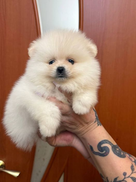 Померанский шпиц