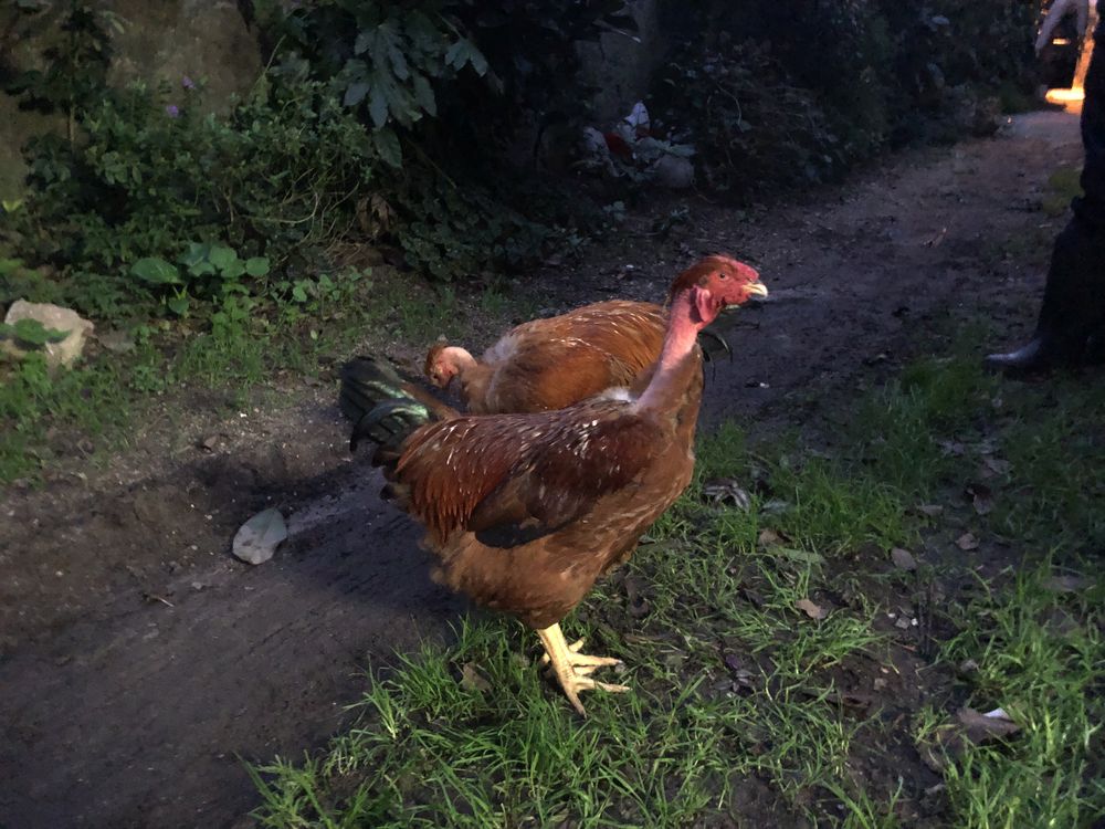 Criador de frango capao