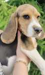 Wyjątkowy Beagle z Rodowodem
