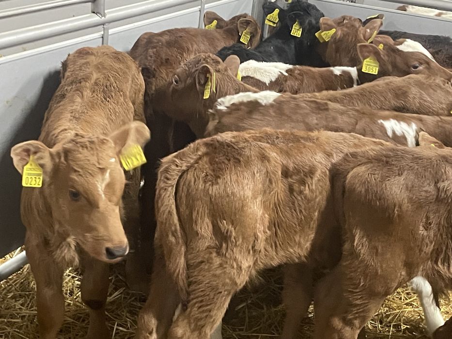 Cielaki mięsne  do chowu