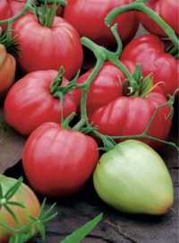 Bawole serce pomidor sadzonka duża