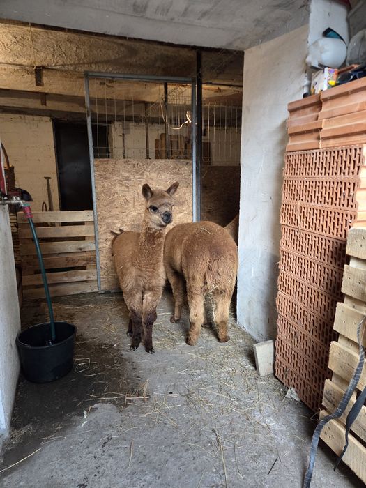 Alpaki Samice I Samczyk