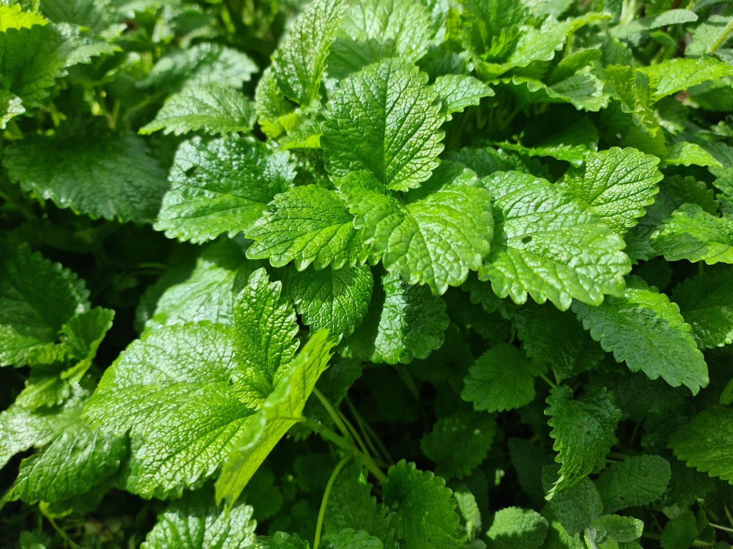 Hortelã ou Erva Cidreira ou Manjericao Sagrado