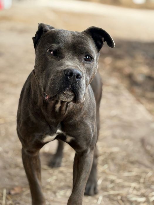 Pitbull para adocao