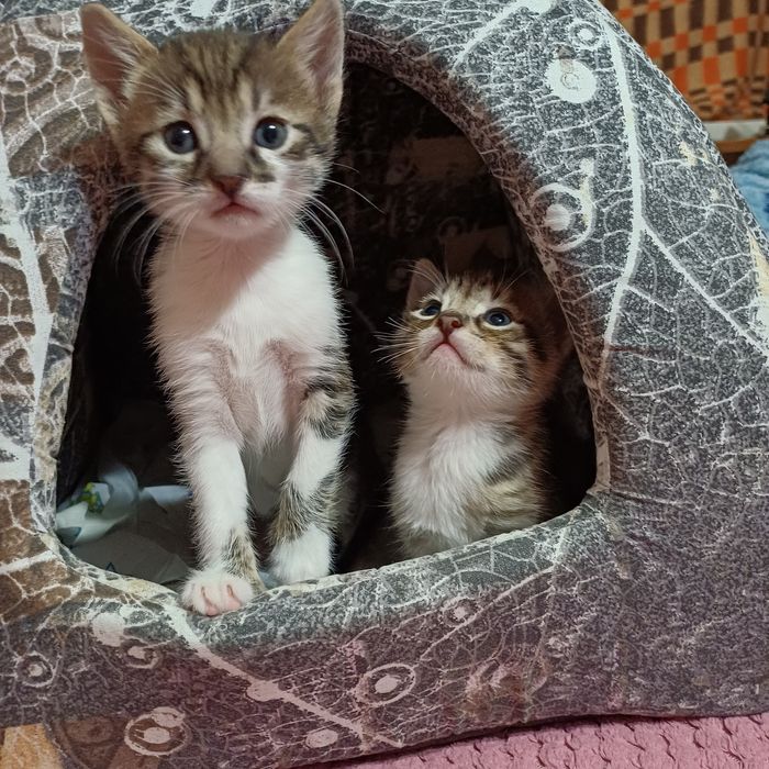 Котята шукають люблячу родину