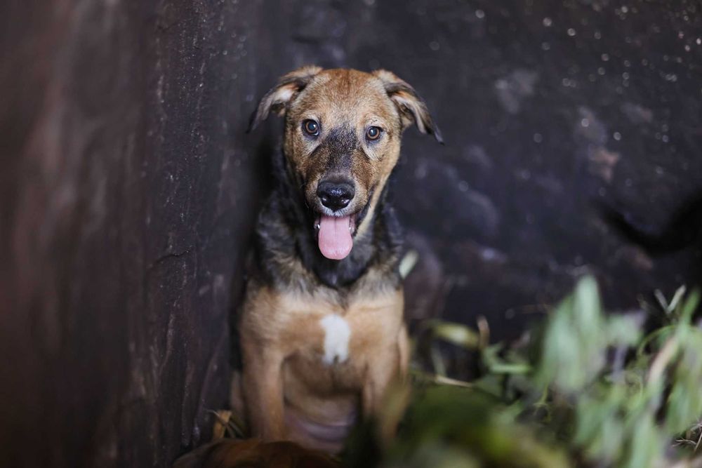 Cão jovem para adoção responsável