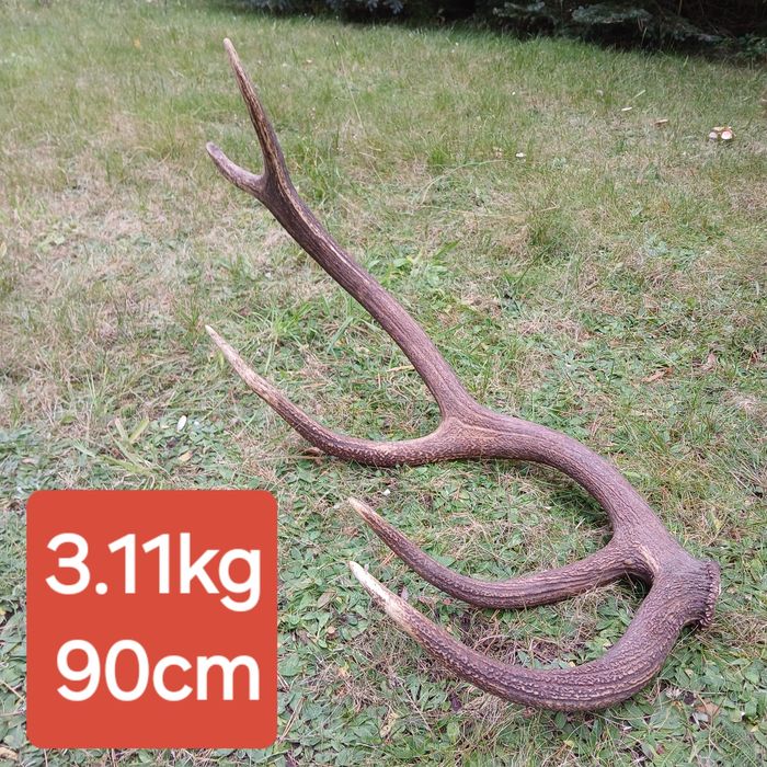 Poroże 3,11 kg zrzut jelenia poroża wieniec tyka spady medalion trofeu