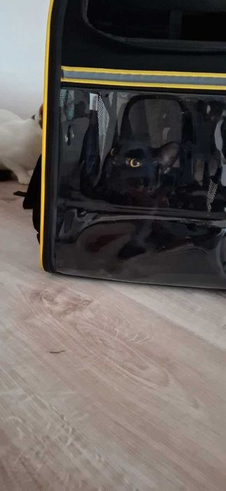 Plecak transporter torba transportowa dla psa kota zwierzęta