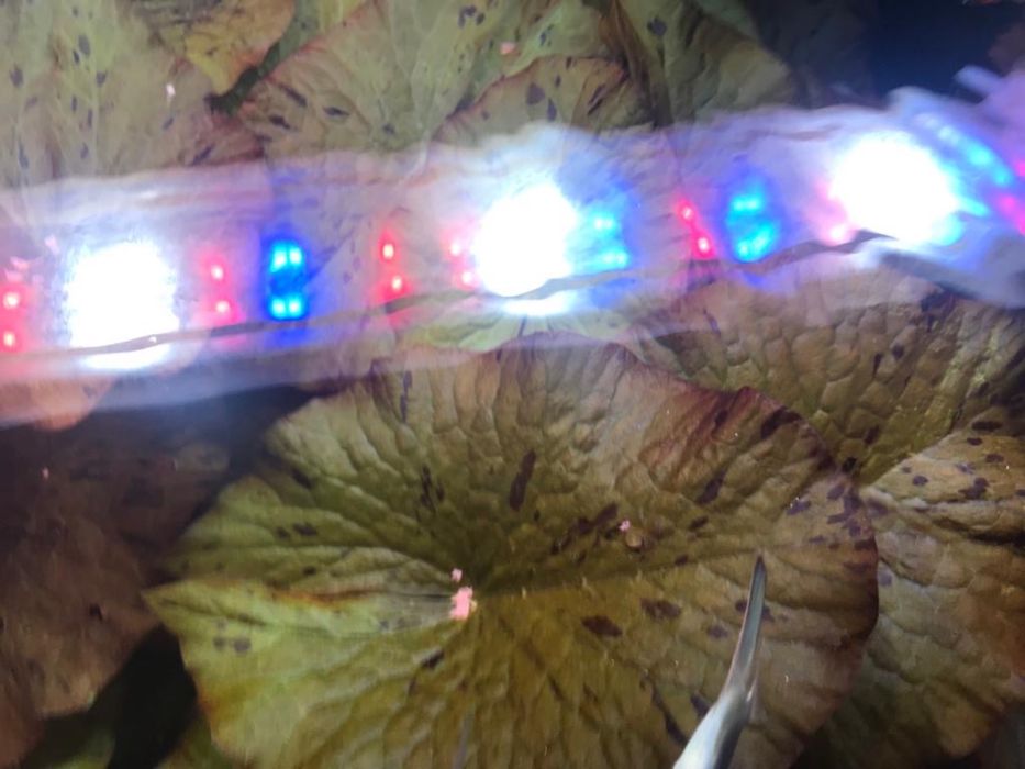 Roślina Lotos czerwony i zielony