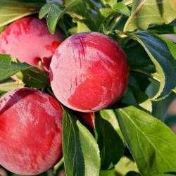 Продам саженцы Сливы Харьков