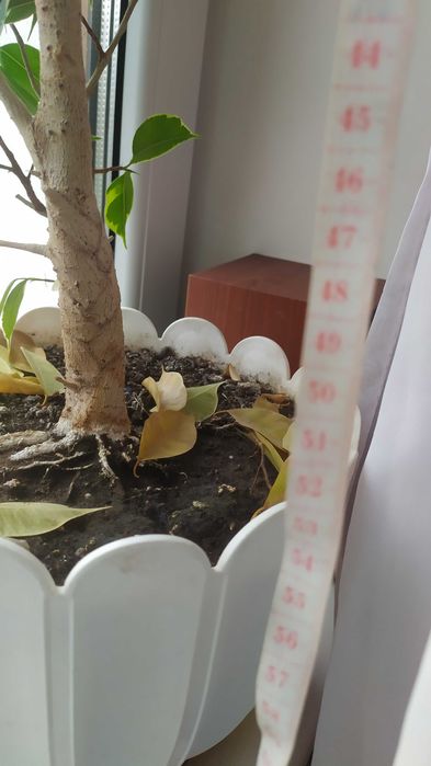Фікус Бенжаміна 42 і 52 см