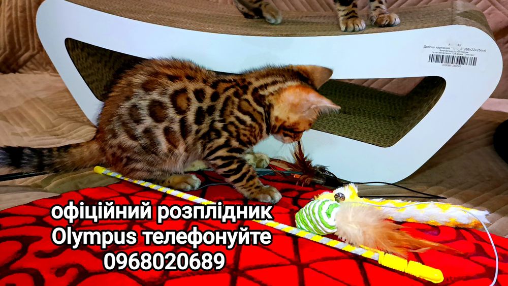 Розкішні бенгальські хлопчики!
 Елегантна тигриця – дівчинка!