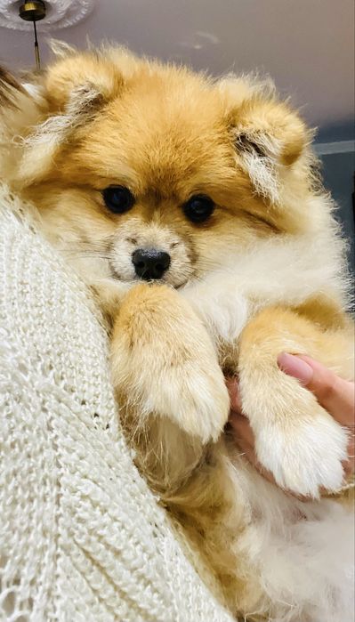 Pomeranian sliczna suczka szpic miniaturowy ZKwP