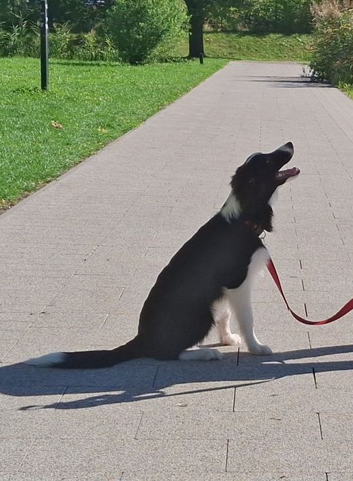 Border collie piesek z metryką ZKwP