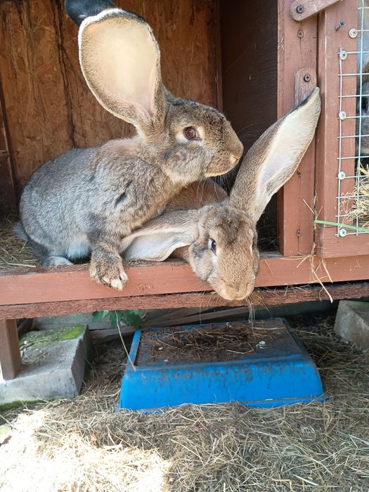 Królik kroliki młode olbrzym belgijski baran francuski