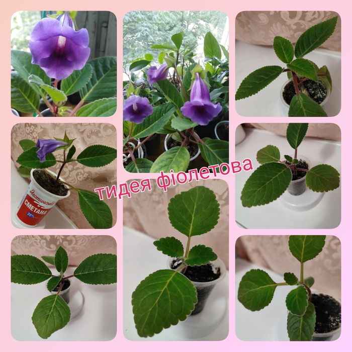 Тидеи 2 сорта; калла белая спатифиллум; кливия; молочай Миля глоксиния