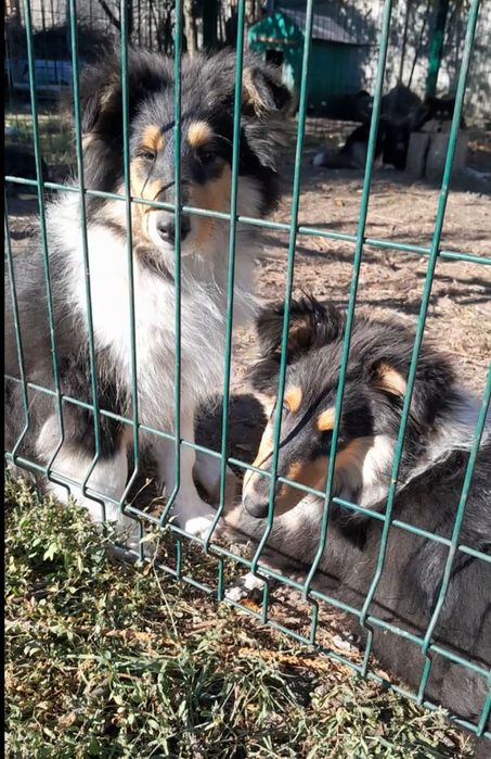 Колли девочка АКУ