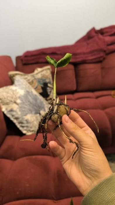 Zamiokulkas chameleon zamioculcas