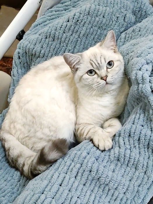 Мальчик Граф шиншиллка поинт