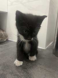 Malutki czarno-bialy kotek