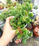 Suculenta Crassula