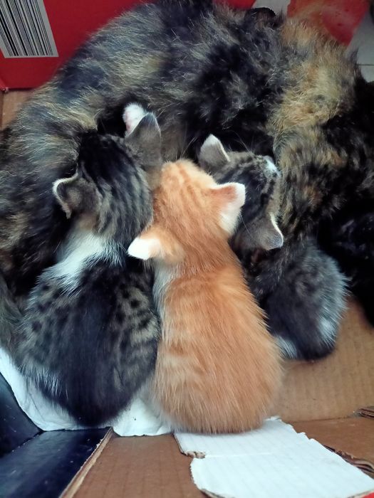 Oddam za darmo małe kotki