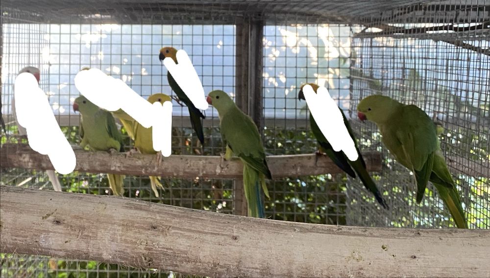 Ring Necks verdes