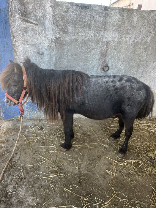 Ponei montado mansinho