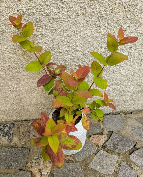 Plantas , catos, suculentas, protea, leucadendro