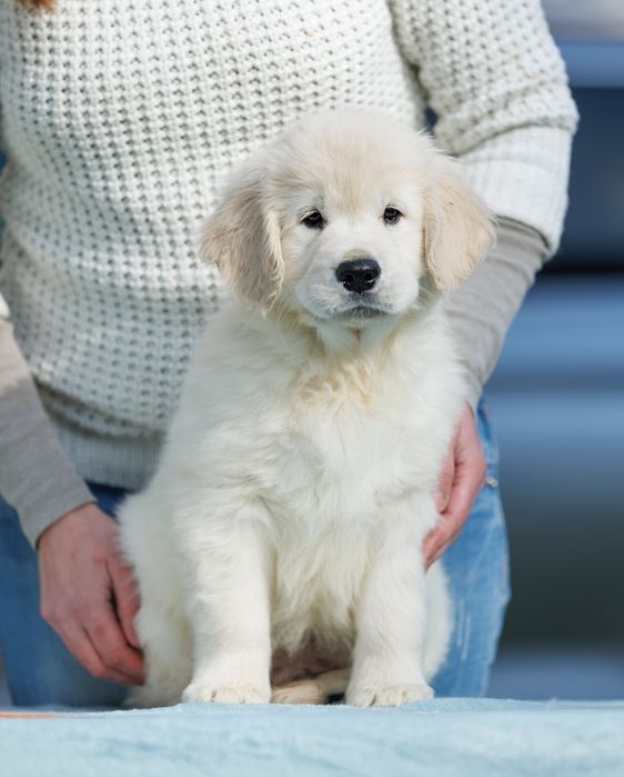 Цуценя Голден ретривер