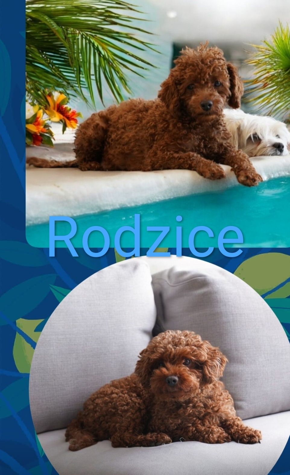 Chłopiec Pudel Toy Red Brown do odbioru