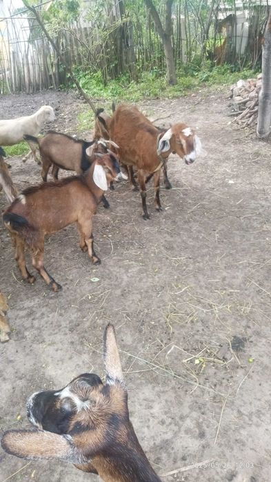 Продам коз дойных,  козлята 3-4 месяца