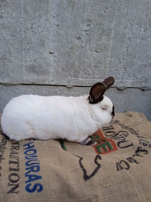 Кролики різних порід