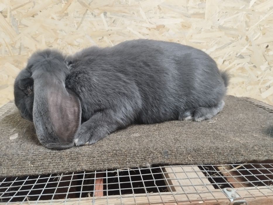 Baran Francuski Niebieski