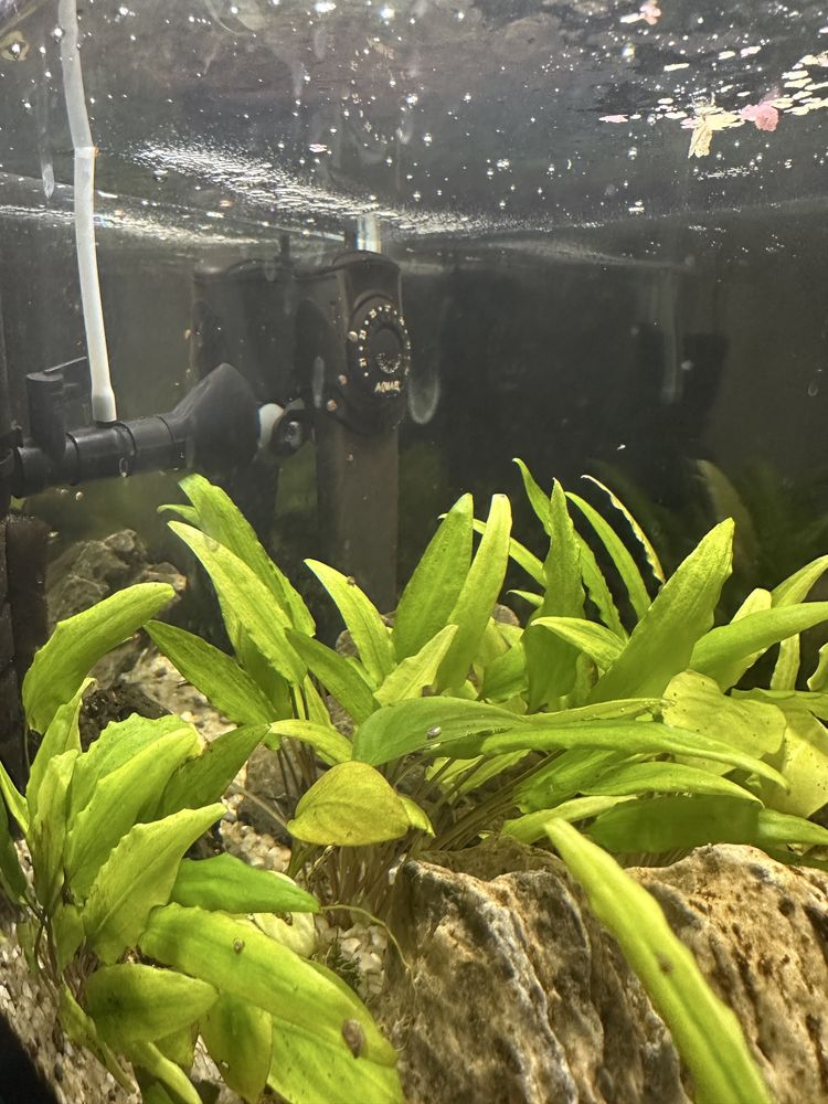 Akwarium Aquael Shrimp Set Day&Night 30 l, szafka i zawartosc