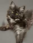 Kotka dymna Emma tylko w opcji do hodowli maine coon felis polonia