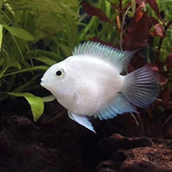 Продам трехгибридных попугаев белых