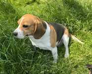 Beagle suka oddam za darmo