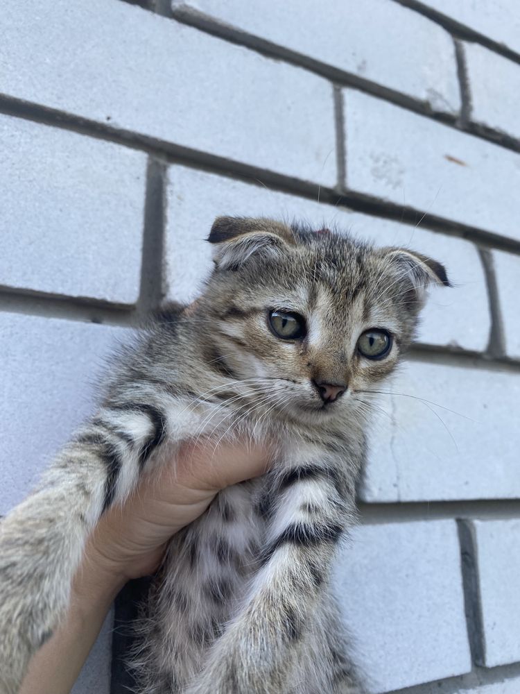 Продам висловухе кошенятко
