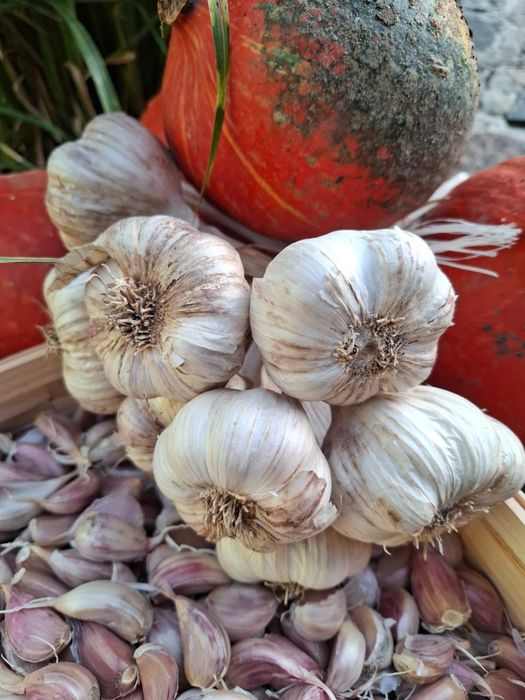 Czosnek ozimy harnaś